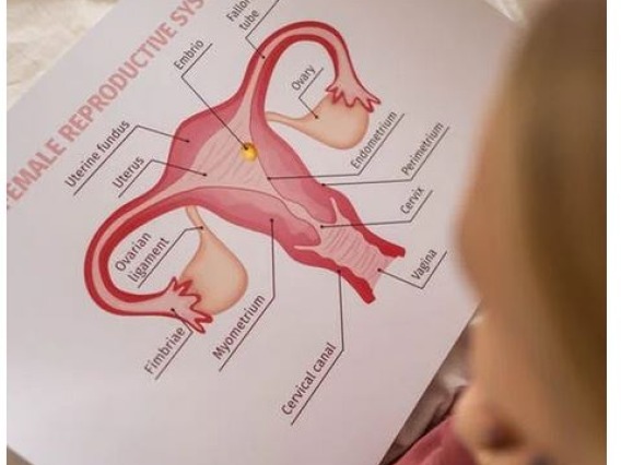 Diagram of female reproductive system