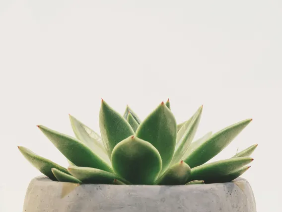 Succulent Plant on Gray Plant Pot Close-up Photo