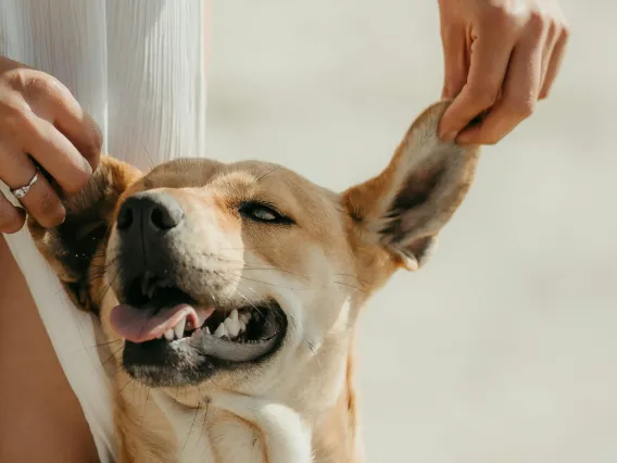 Person holding dog ears up